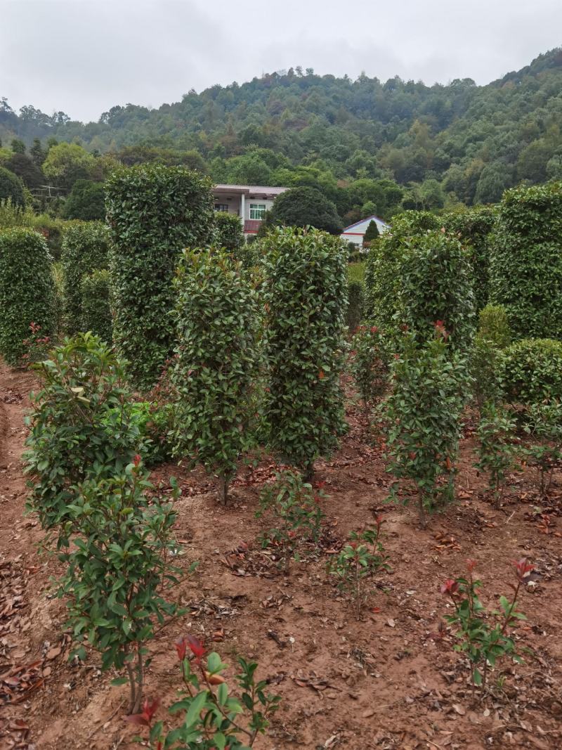 红叶石楠柱