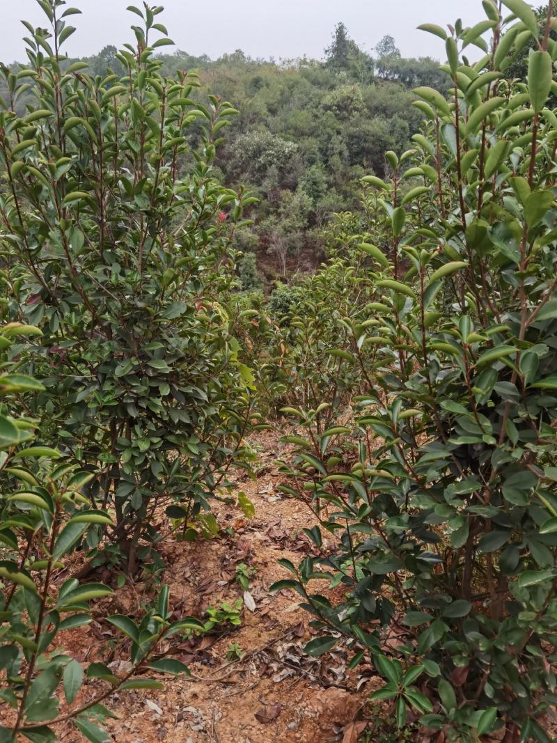 红叶石楠柱