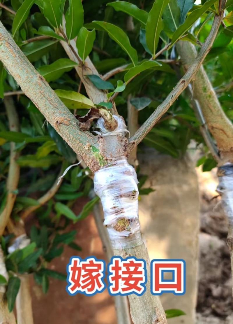 突尼斯石榴树苗品种纯果大口感甜易成活包邮