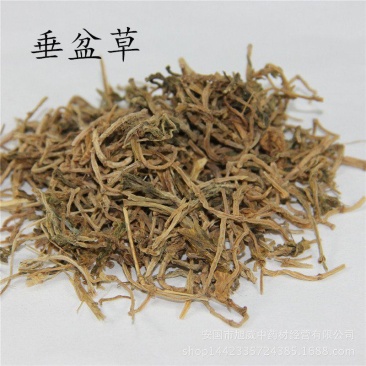 垂盆草产地山东好统货永盛药业品种齐全质量好