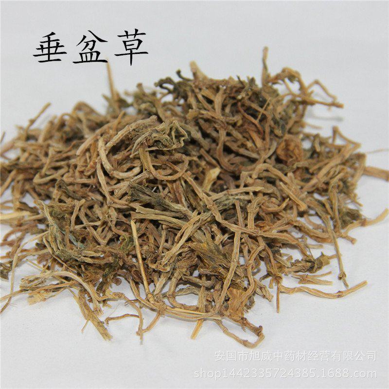 垂盆草产地山东好统货永盛药业品种齐全质量好