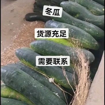 黑皮冬瓜冬瓜地冬瓜条型好常年供应市场货加工厂货
