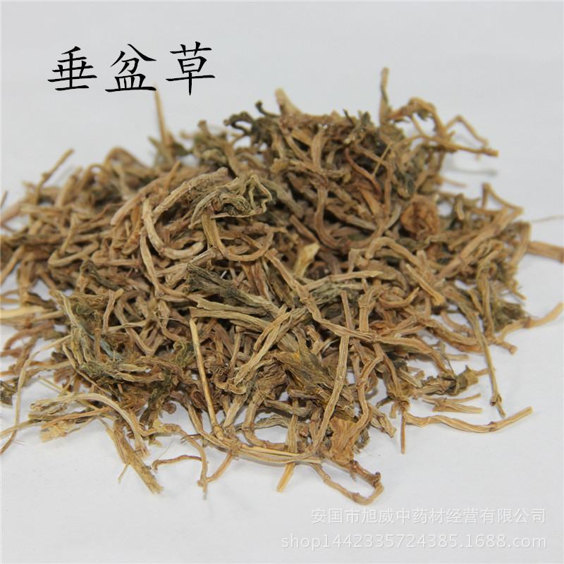 垂盆草产地山东好统货永盛药业品种齐全质量好