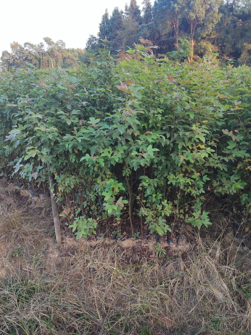 枫香小苗，1公分枫香，2公分枫香，3-15公分枫香