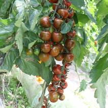迷你紫珍珠豫艺巧克力小番茄种子高产春秋棚基地阳台盆栽