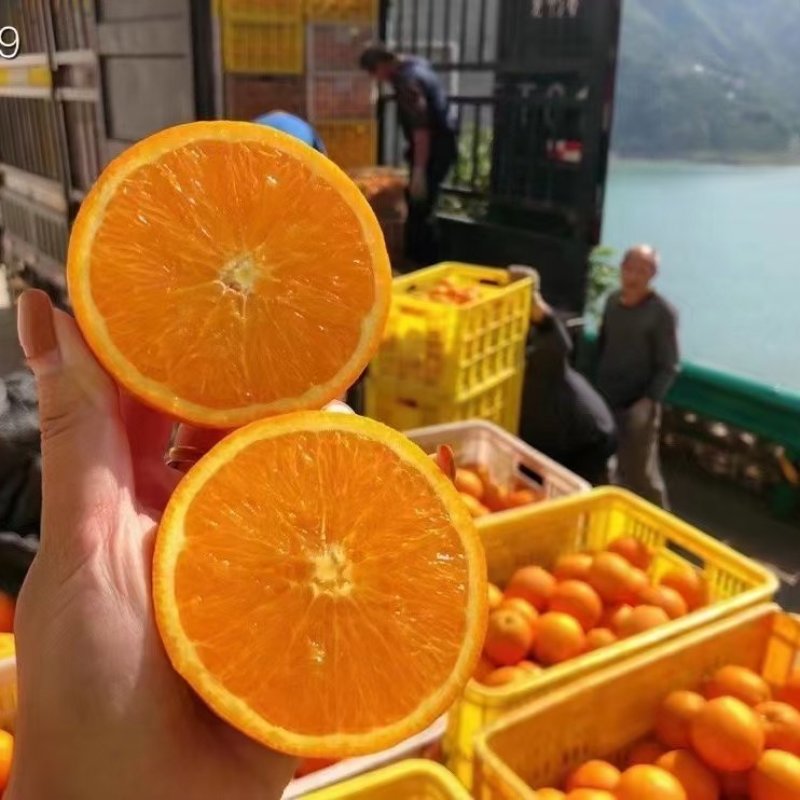 湖北秭归纽荷尔脐橙口感纯甜水分充足皮薄全国代发可视频看货