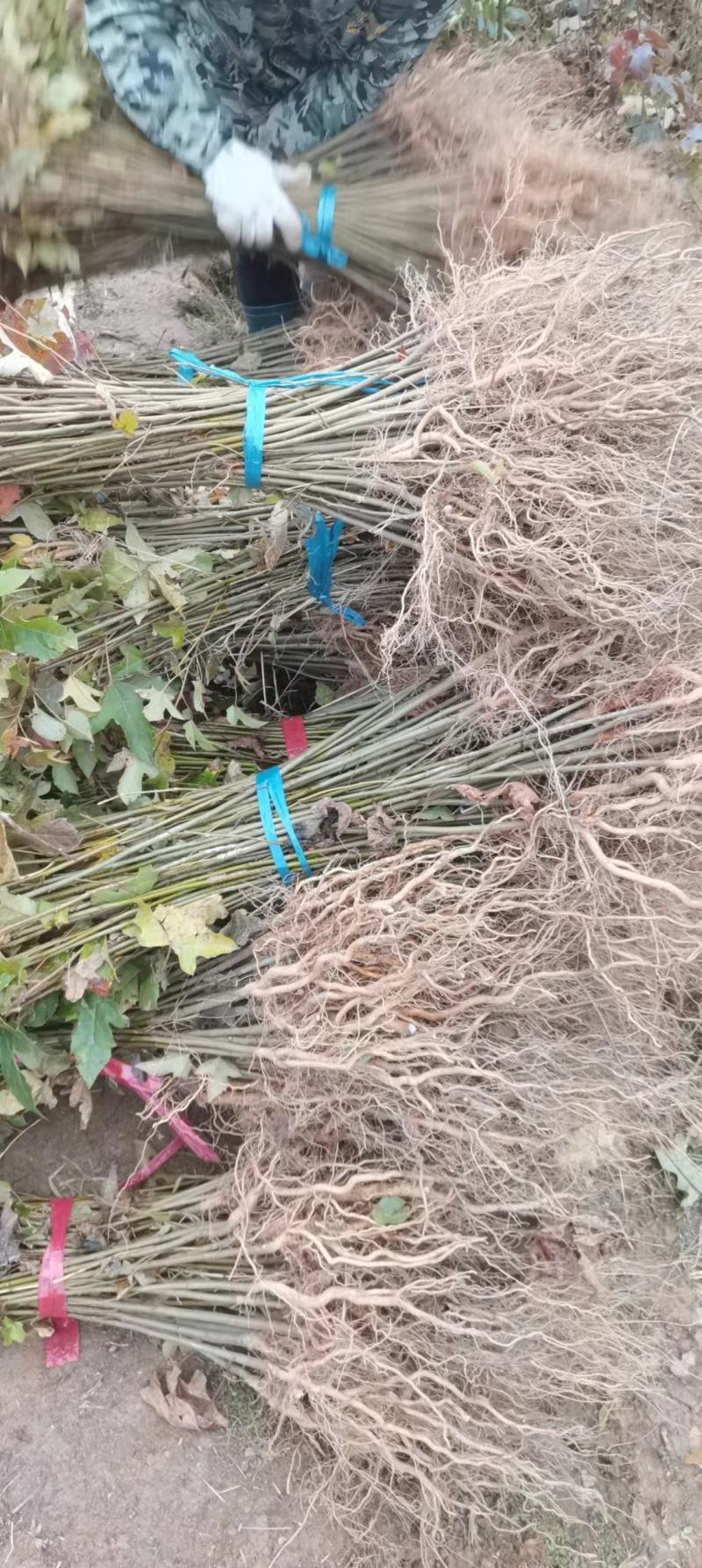 枫香杯苗，一年枫香，2年枫香杯苗，大量供应