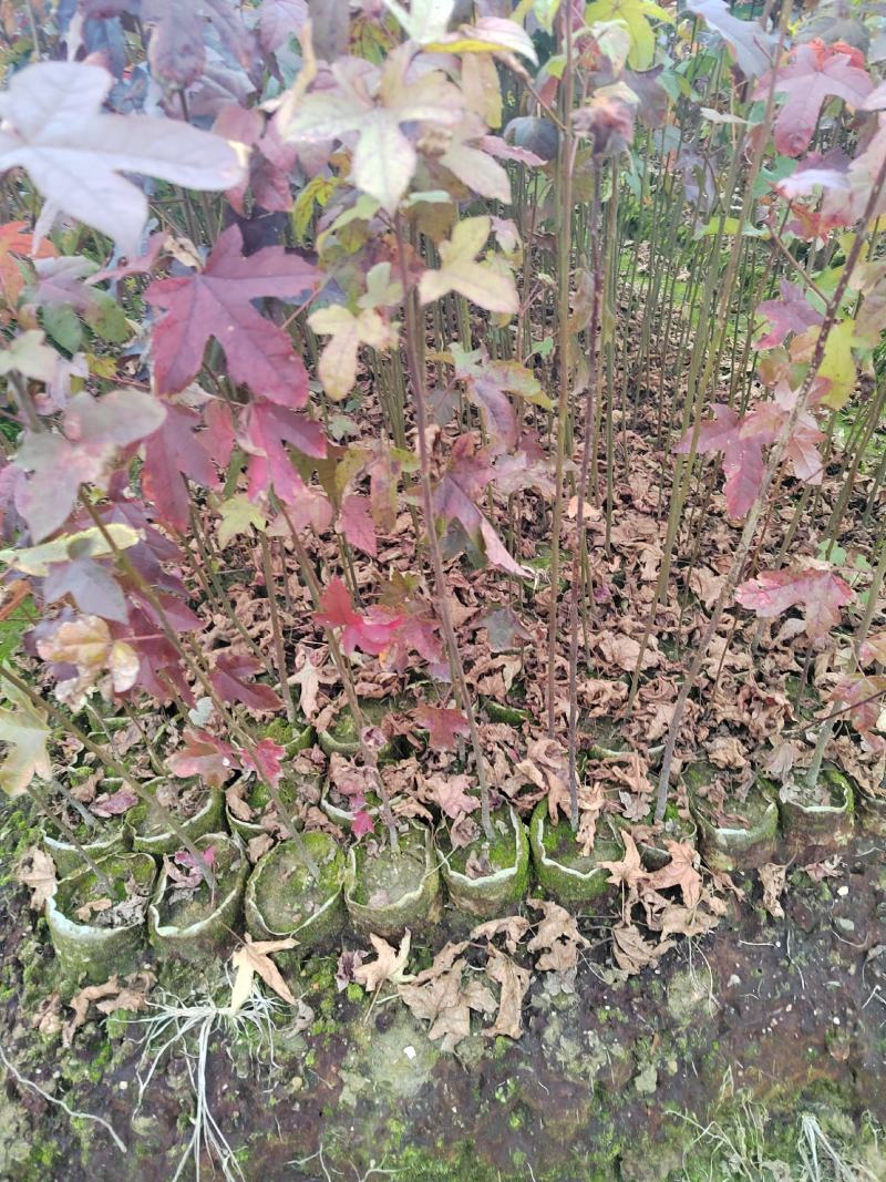 枫香杯苗，一年枫香，2年枫香杯苗，大量供应