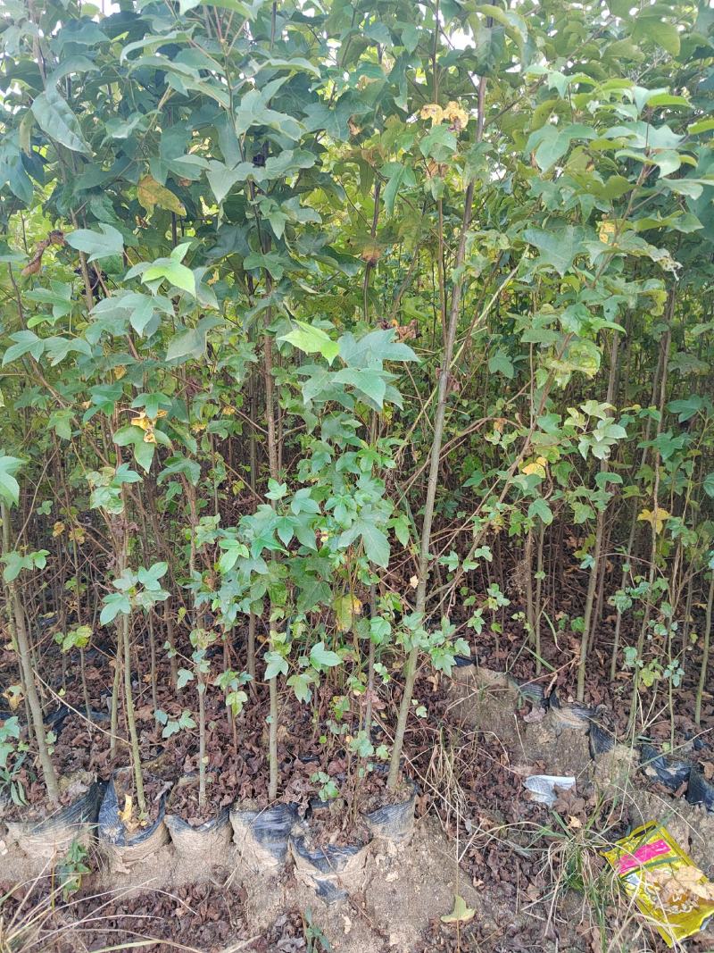 枫香杯苗，一年枫香，2年枫香杯苗，大量供应