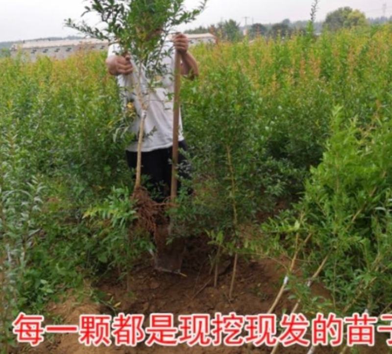 突尼斯石榴树苗品种纯果大口感甜易成活包邮