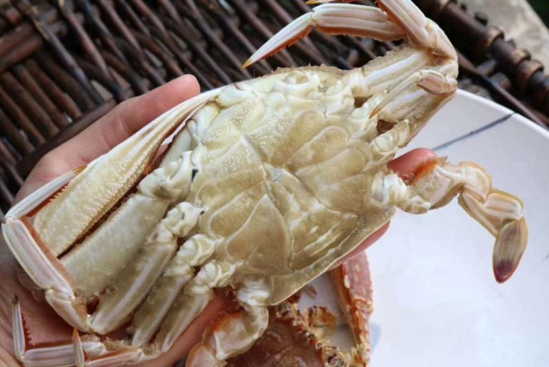 扁蟹肉蟹拥剑梭子蟹