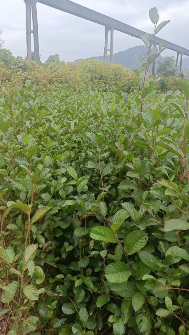 基地大量供应一年江南桤木小苗，2年江南桤木小苗，