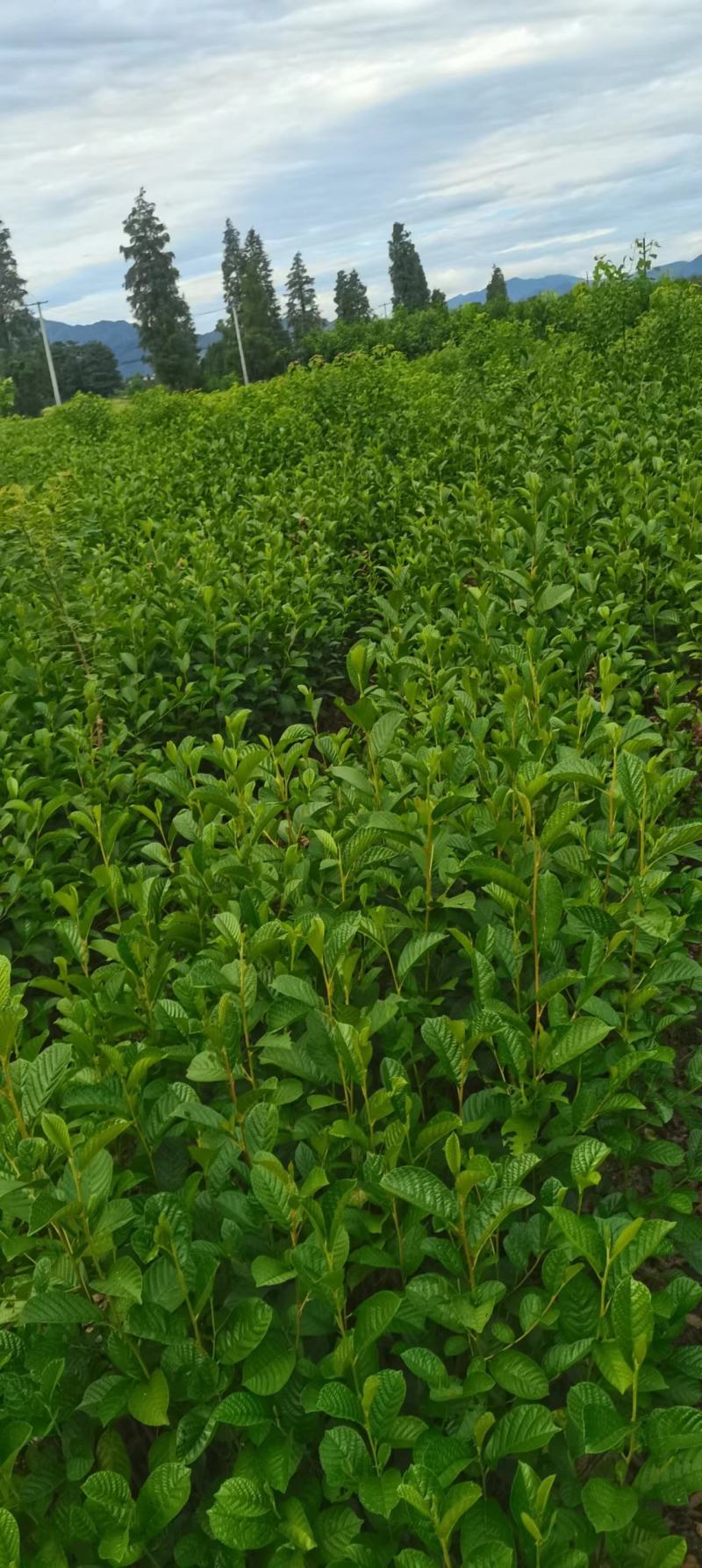 基地大量供应一年江南桤木小苗，2年江南桤木小苗，