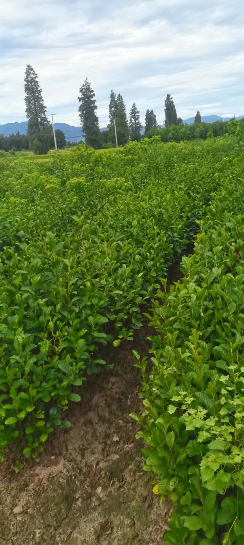 基地大量供应一年江南桤木小苗，2年江南桤木小苗，