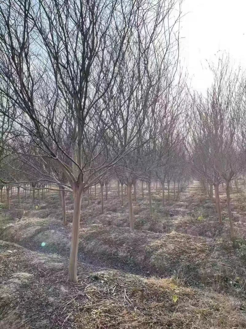 红叶碧桃5到8公分量大苗圃货源，诚信经营欢迎实地考察