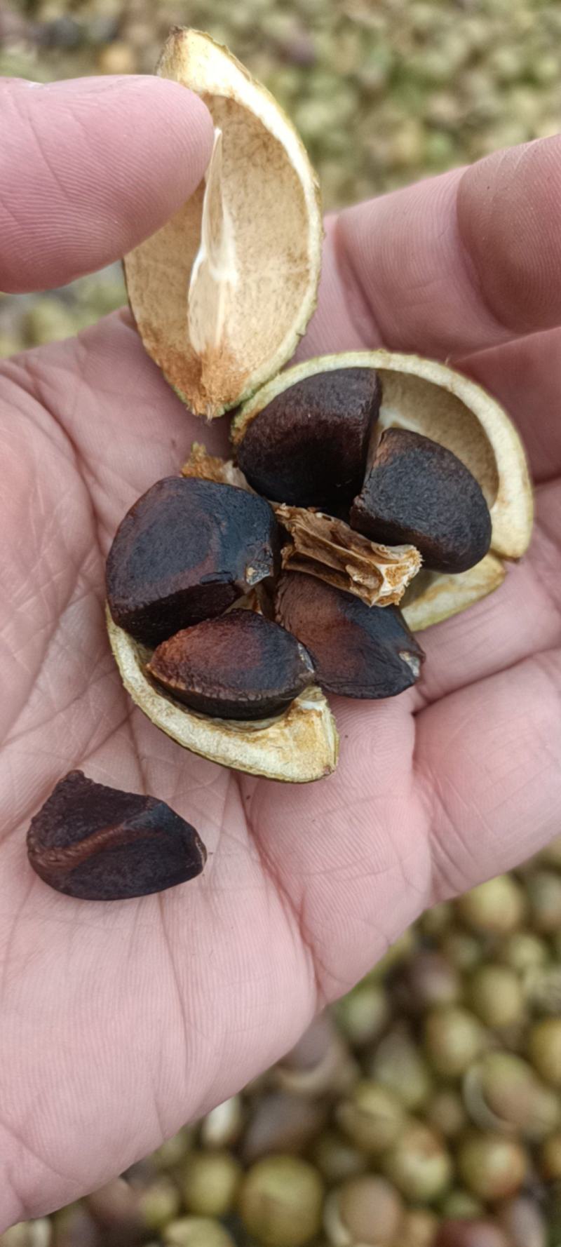山茶油山茶籽油茶籽油