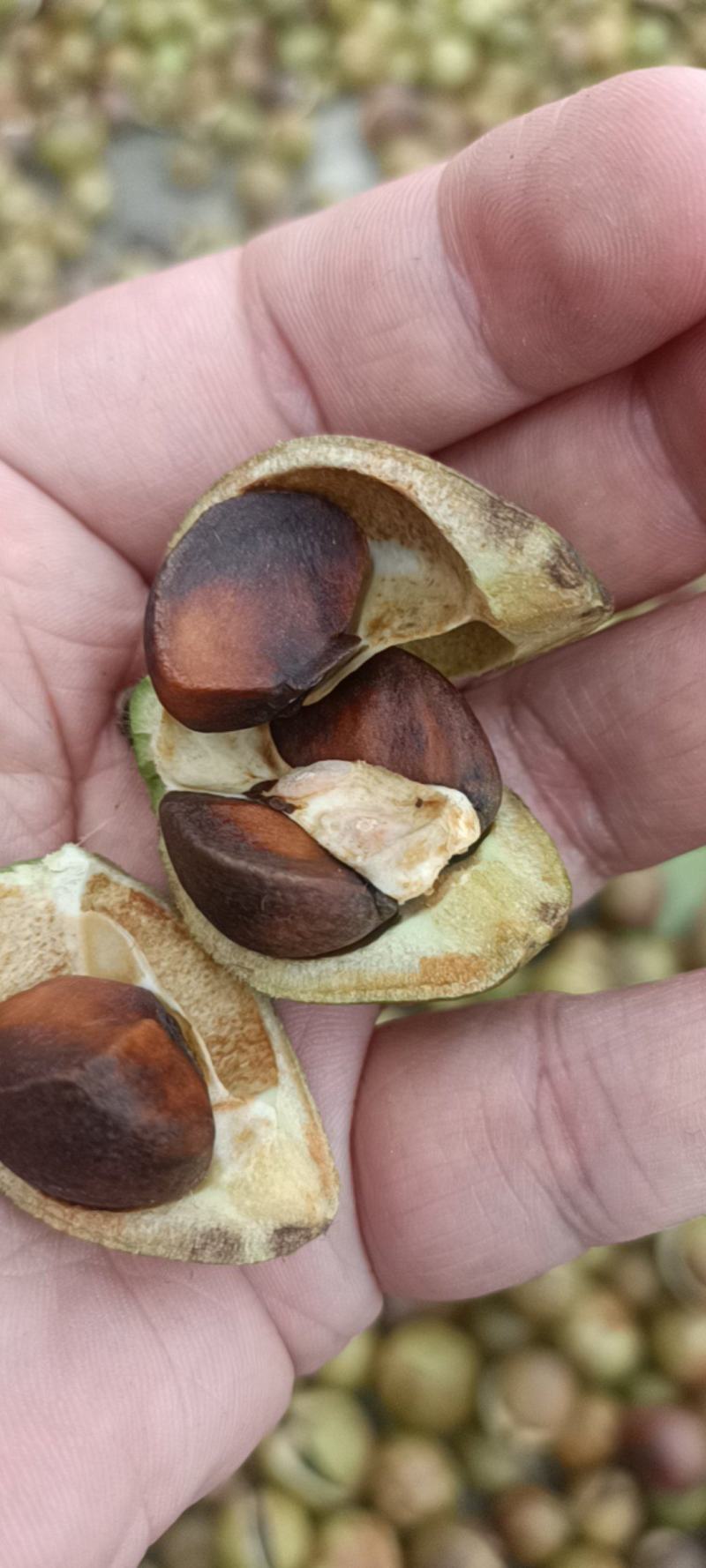 山茶油山茶籽油茶籽油