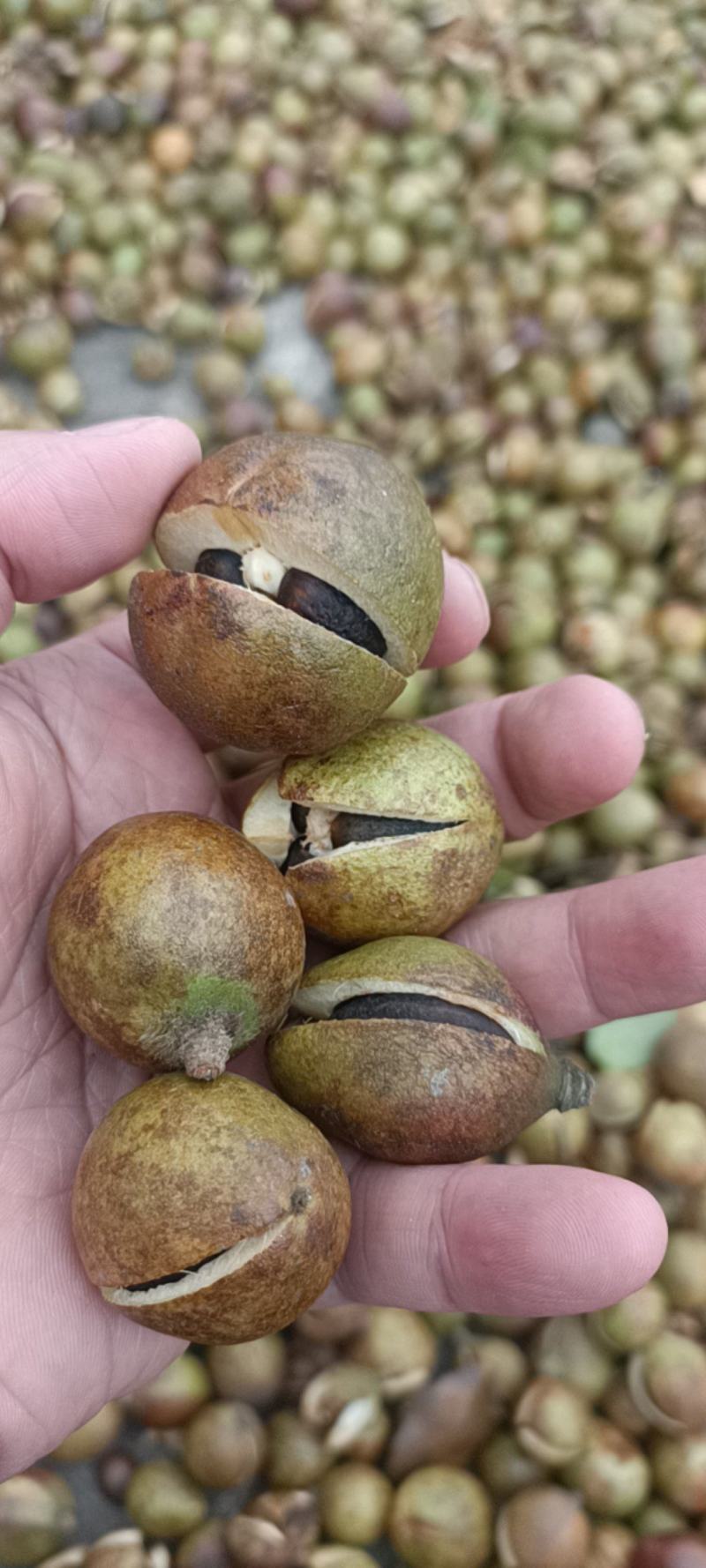 山茶油山茶籽油茶籽油