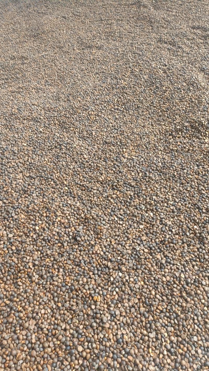 山茶油山茶籽油茶籽油