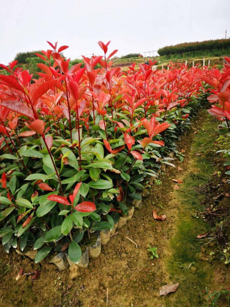 红叶石楠地栽苗规格齐全绿化苗木彩色苗木工程苗大量供应