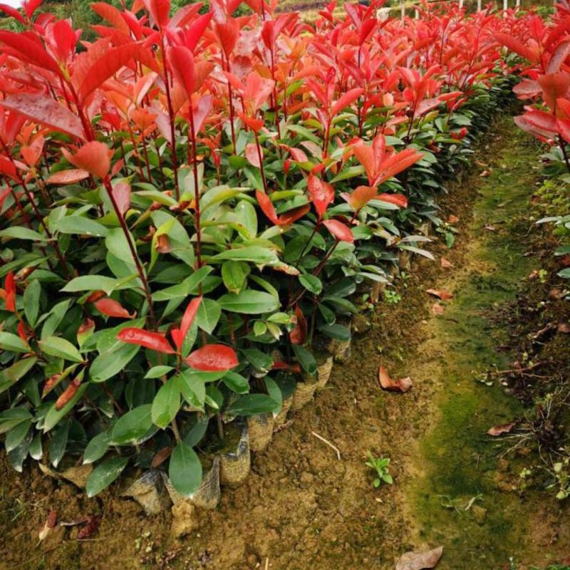 红叶石楠地栽苗规格齐全绿化苗木彩色苗木工程苗大量供应
