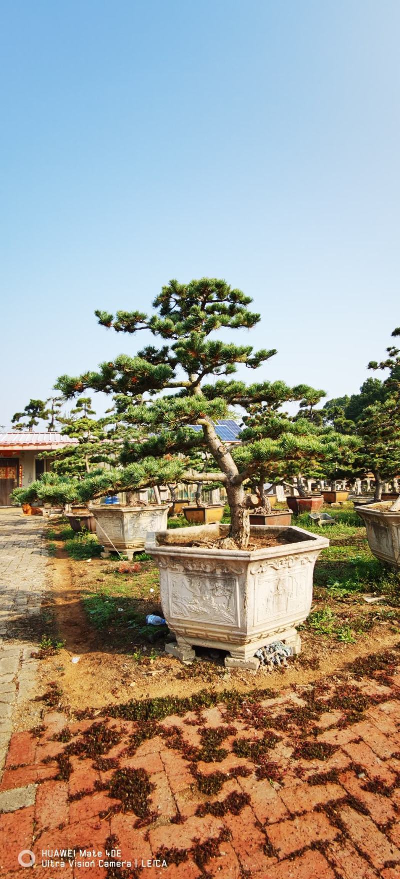 精品造型黑松