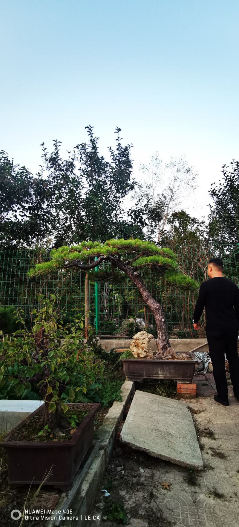 精品造型黑松