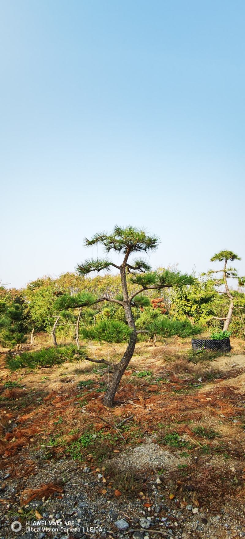 精品造型黑松