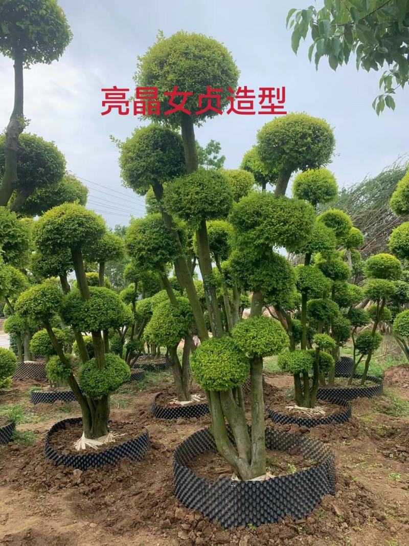 精品造型黑松