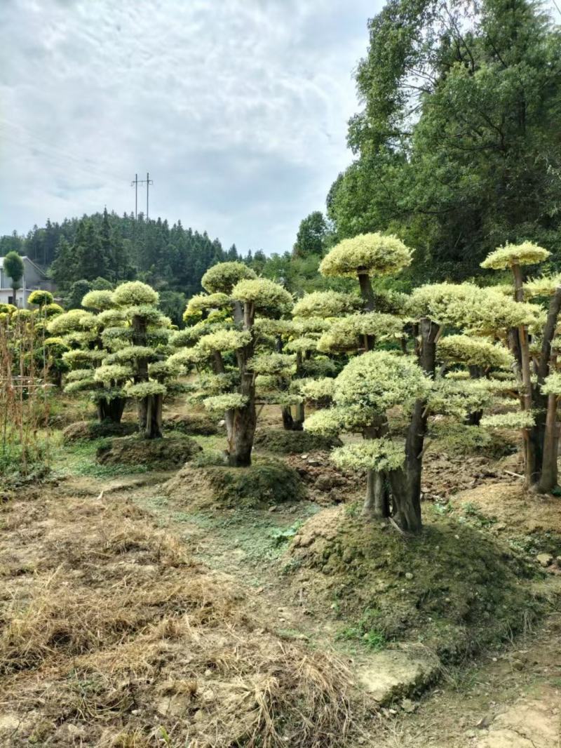 精品造型黑松