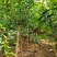 突尼斯石榴树苗品种纯果大口感甜易成活包邮