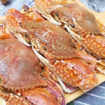 扁蟹肉蟹拥剑梭子蟹