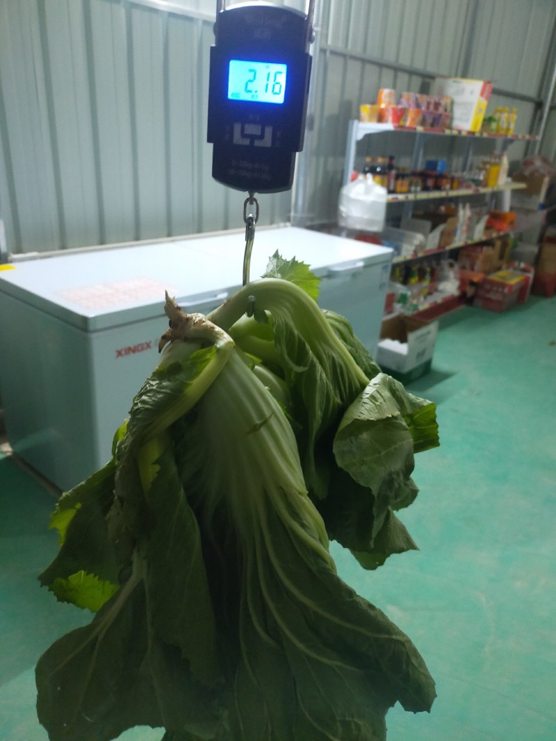 【批发】广西南宁横州市芥菜，种植基地，量大从优，全国发货