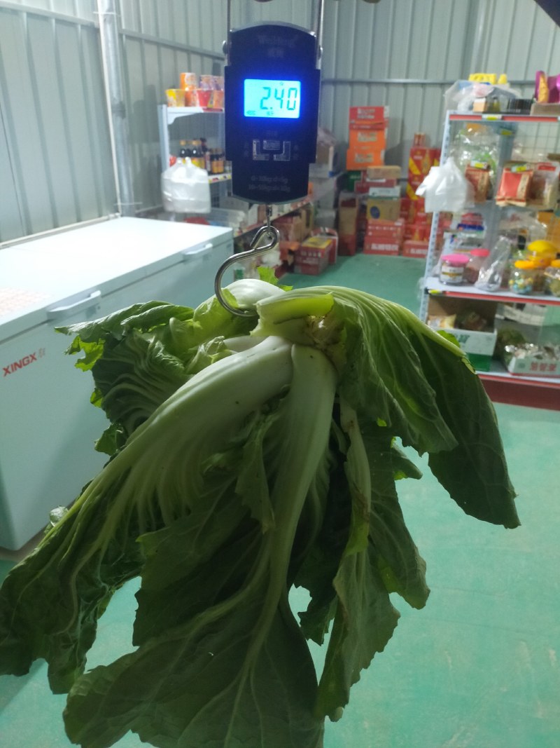 【批发】广西南宁横州市芥菜，种植基地，量大从优，全国发货