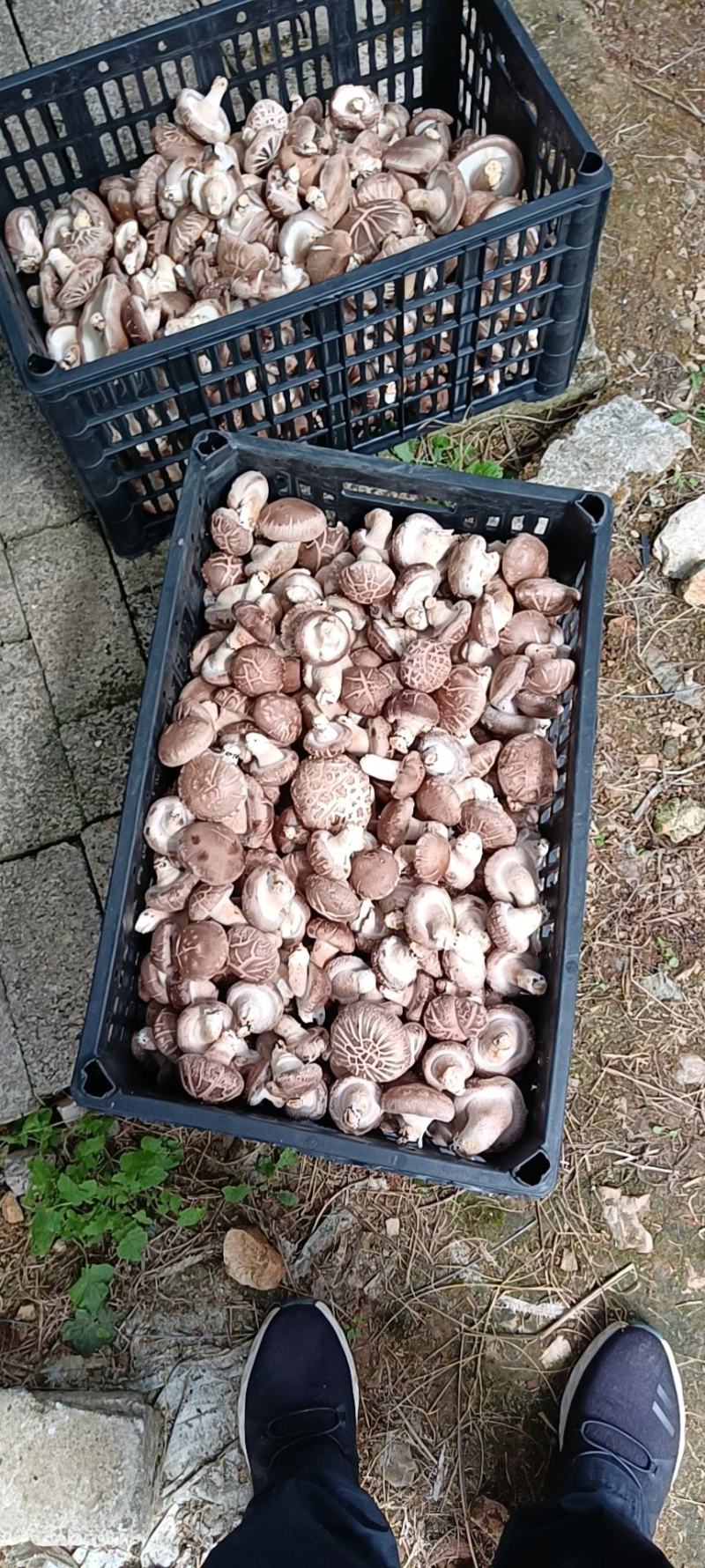 贵州干香菇产地直供，量大质优，欢迎客商实地考察