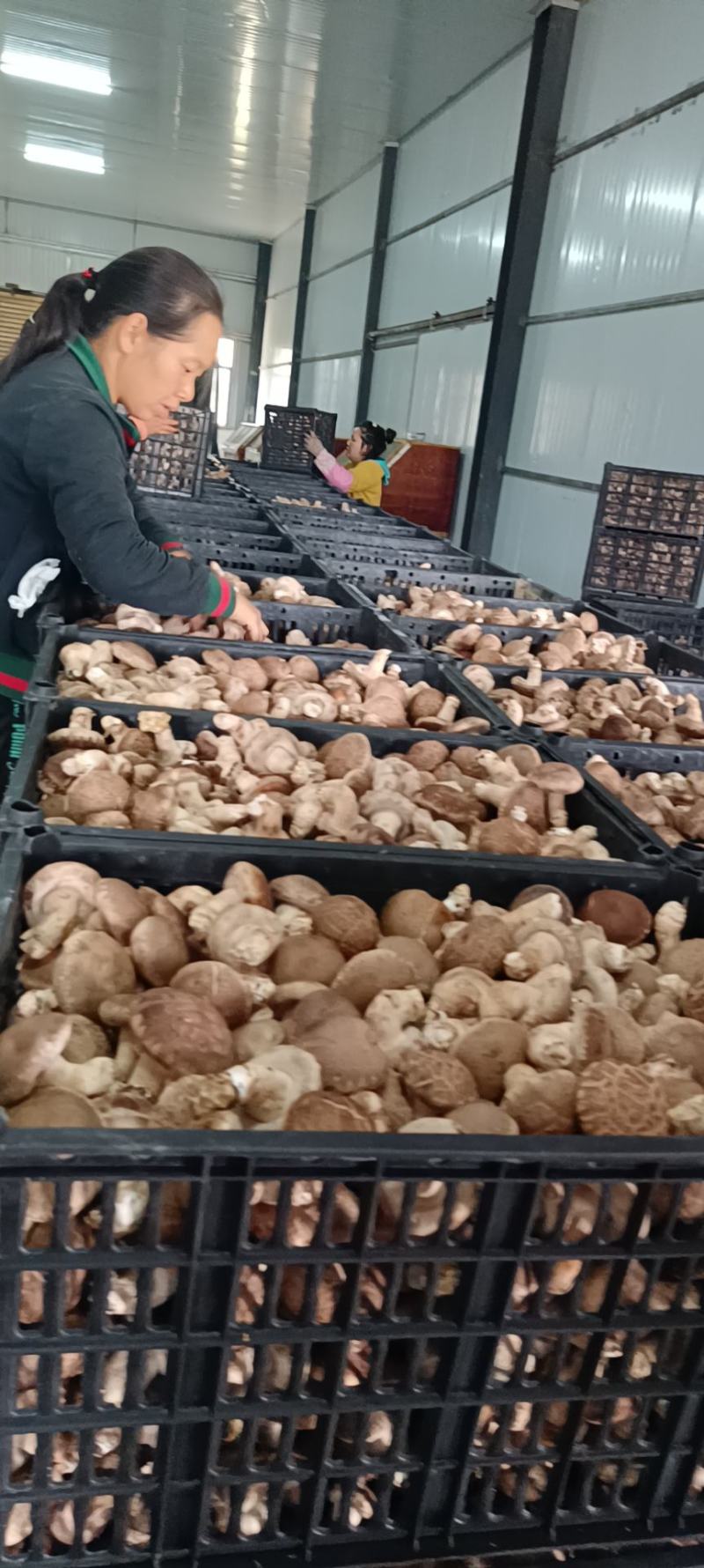 贵州干香菇产地直供，量大质优，欢迎客商实地考察