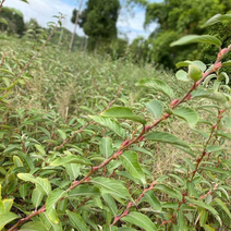 大量银柳欢迎购