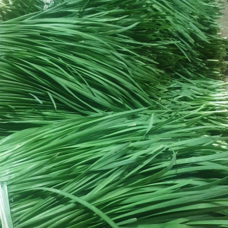 广东徐闻韭菜，大叶韭菜，大量上市，欢迎各位老板来采购