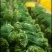 广东徐闻韭菜，大叶韭菜，大量上市，欢迎各位老板来采购