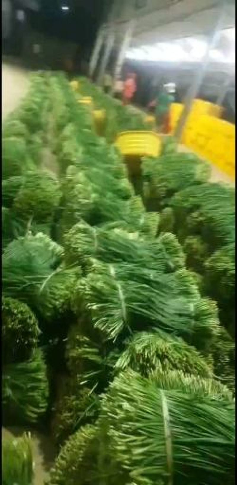广东徐闻韭菜，大叶韭菜，大量上市，欢迎各位老板来采购
