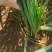 广东徐闻韭菜，大叶韭菜，大量上市，欢迎各位老板来采购
