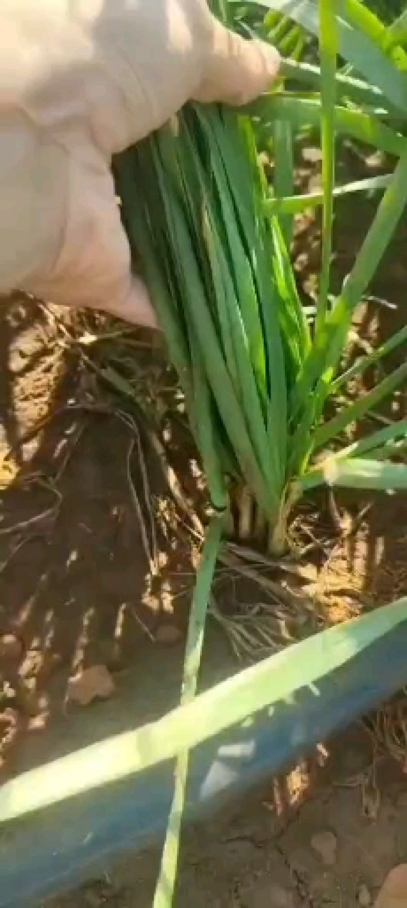 广东徐闻韭菜，大叶韭菜，大量上市，欢迎各位老板来采购