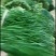 广东徐闻韭菜，大叶韭菜，大量上市，欢迎各位老板来采购
