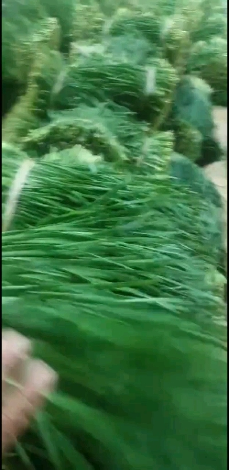 广东徐闻韭菜，大叶韭菜，大量上市，欢迎各位老板来采购
