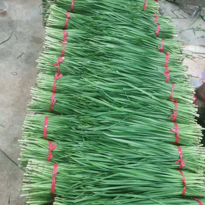 广东徐闻韭菜，大叶韭菜，大量上市，欢迎各位老板来采购