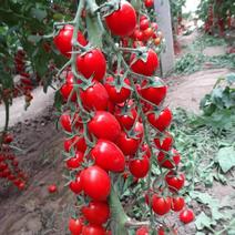 正宗沪樱九号樱桃番茄种子超甜水果番茄耐裂果抗TY小番茄