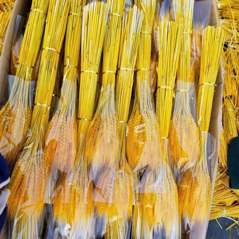 天然黄金麦穗干花花束开业大麦客厅田园装饰摆件干花插花道具