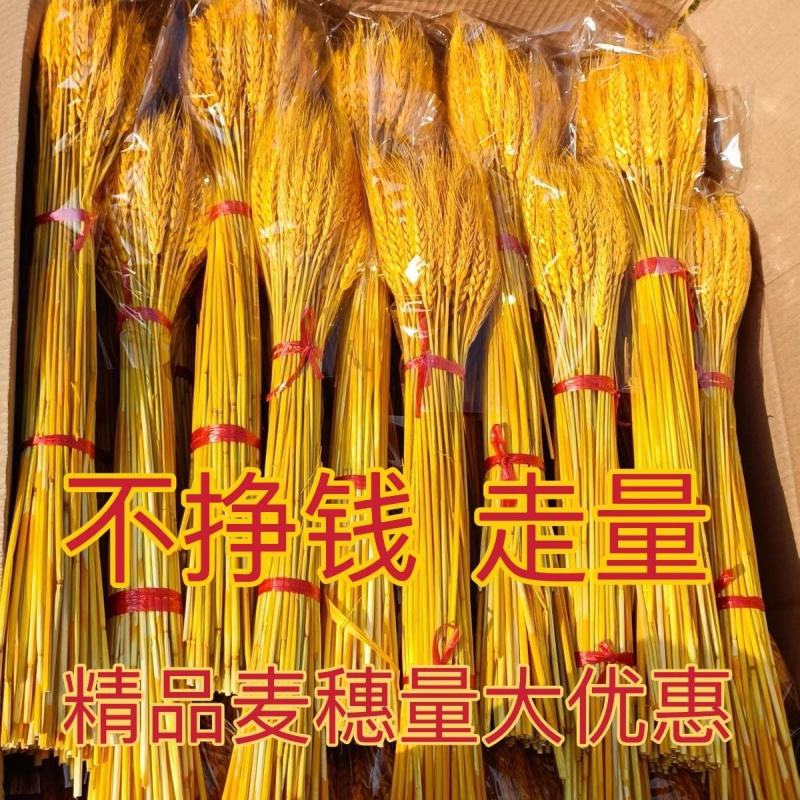 天然黄金麦穗干花花束开业大麦客厅田园装饰摆件干花插花道具