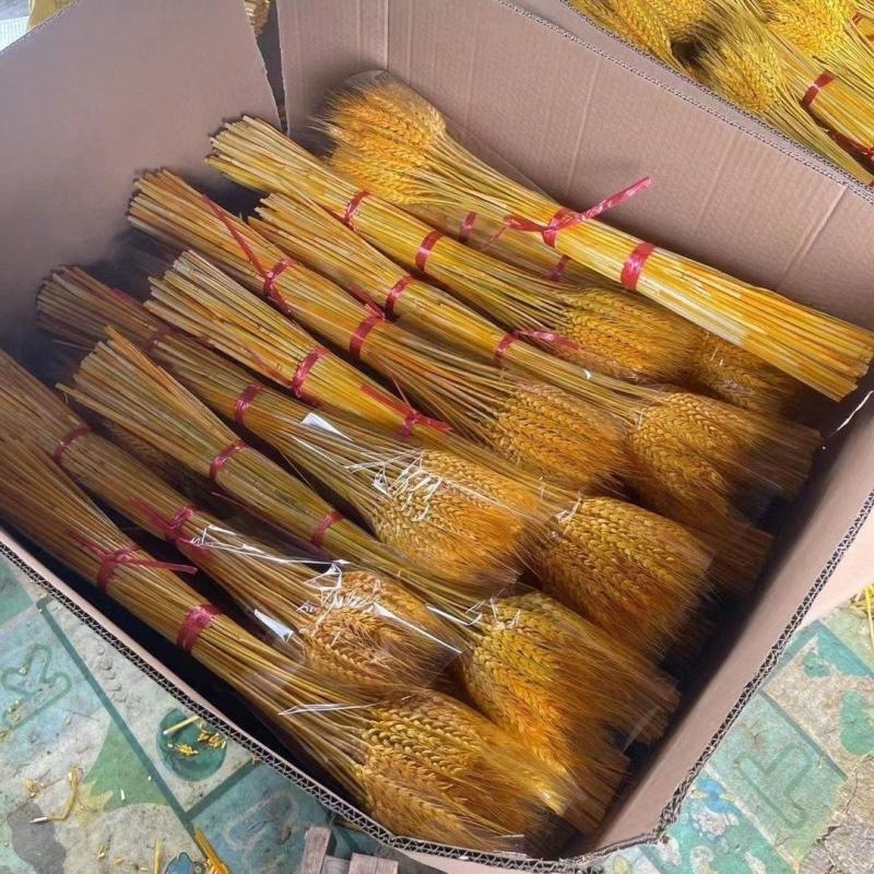 天然黄金麦穗干花花束开业大麦客厅田园装饰摆件干花插花道具
