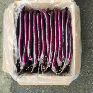 通货6毛一斤了，需单次最少提2000斤货无代收费
